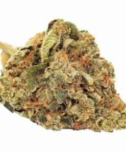 FIGR - Notorious (HYBRID)