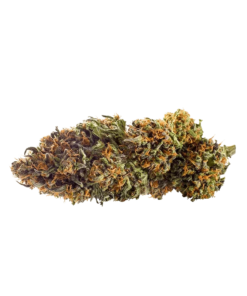 Alternative view of Redecan - Wappa (INDICA)