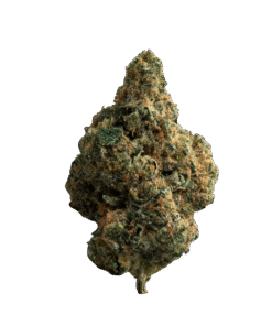 Alternative view of Loud Plug - Exotic Gas (INDICA)