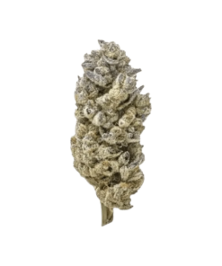 Alternative view of Naked Mummer - Cake Crasher (INDICA)