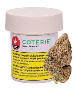 Coterie - Select Pheno #7 (HYBRID)