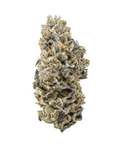 Alternative view of Snicklefritz - Rotating Sativa