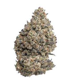 Alternative view of Snicklefritz - Rotating Sativa