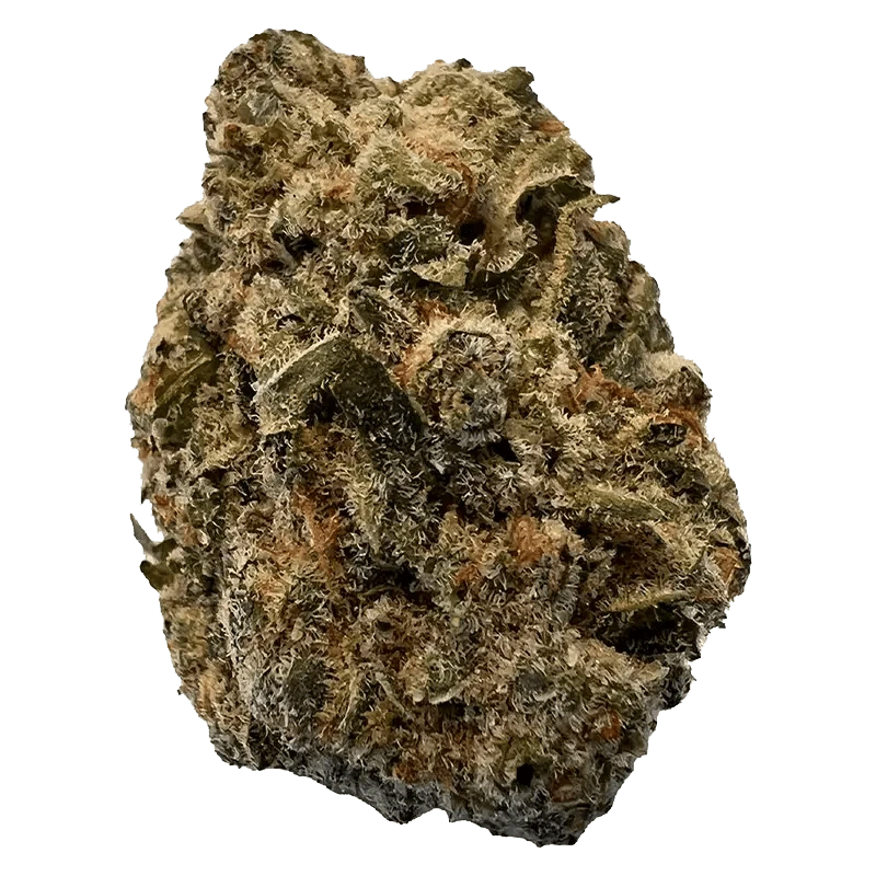 Versus - BC Purple Kush (INDICA) - Image 2