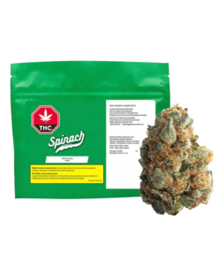 Spinach - GMO Cookies (INDICA)