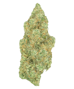 Alternative view of Greybeard - Critical Diesel (SATIVA)