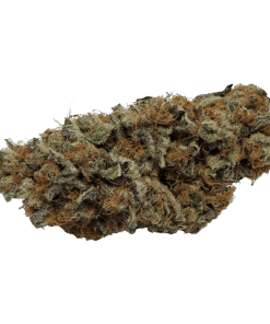 Alternative view of Color Cannabis - Pedro's Prima (SATIVA)