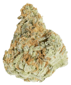 Alternative view of Qwest - Morning Sun (INDICA)