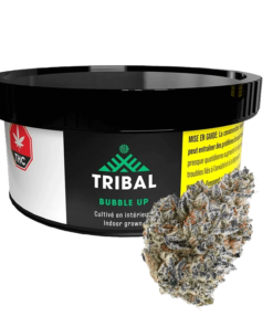 Tribal - Bubble Up (INDICA)