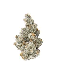 Alternative view of 3rd Coast Genetics - Black Truffle (INDICA)