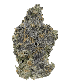 Alternative view of Pistol and Paris - Blackout Bobby (INDICA)