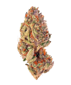 Alternative view of Sheeesh! - Trop Cherry (SATIVA)