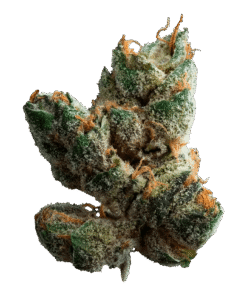 Alternative view of Muskoka Grown - Sugar Cookies (INDICA)