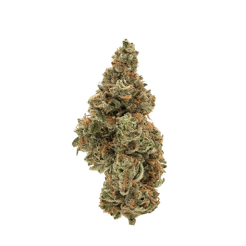 Simply Bare - BC Organic Cement Shoes (INDICA) - Image 2