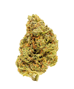 Alternative view of Palmetto - Goldberry (INDICA)