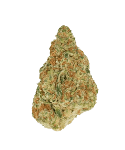 Alternative view of Good Supply - Winter Berry (INDICA)