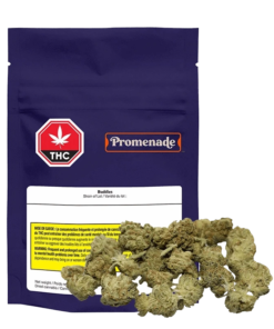 Promenade - Buddies (HYBRID)