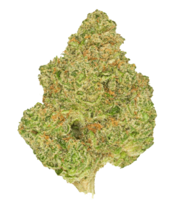 Alternative view of San Rafael Select - Animal Control (SATIVA)