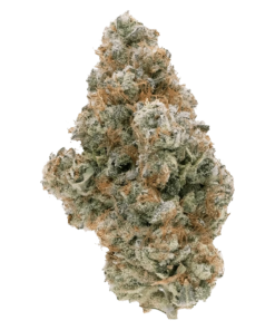 Alternative view of Northern Canna - Galactic Guava (INDICA)