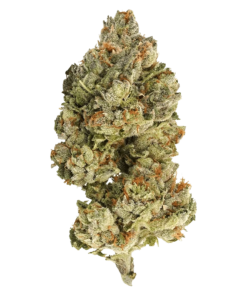 Alternative view of Encore - Sativa