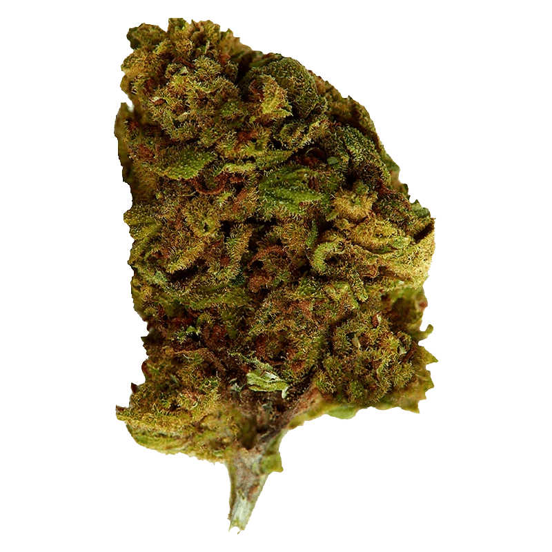 Versus - Bubba Kush (INDICA) - Image 2