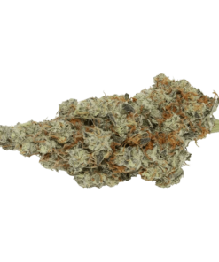 Alternative view of Carmel - Northern Tropic (INDICA)