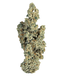 Alternative view of Purple Farm - Miracle Mints (HYBRID)