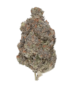 Alternative view of Pistol and Paris - Diablo (INDICA)