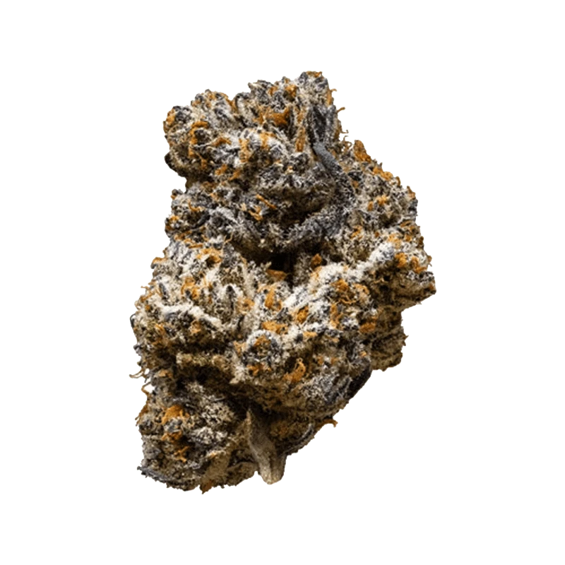 3rd Coast Genetics - Jack Truffle (SATIVA) - Image 2