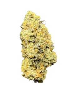 Alternative view of PureFire - Twisted Rntz (INDICA)