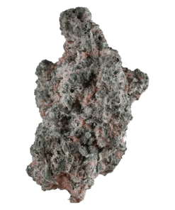 Alternative view of 1964 - Lemon Diesel (SATIVA)