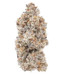 Alternative view of 1964 - M'mosa (SATIVA)