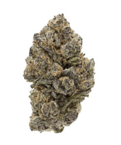 Alternative view of Sitka Legends - Purple Octane (INDICA)