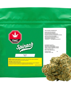 Spinach - Blue Thai (SATIVA)