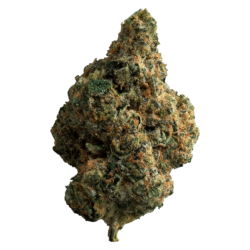 The Loud Plug - Exotic Gas (INDICA) - Image 2