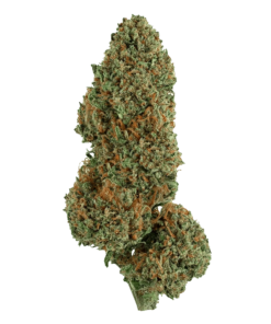 Alternative view of Snicklefritz - Cement Shoes (INDICA)