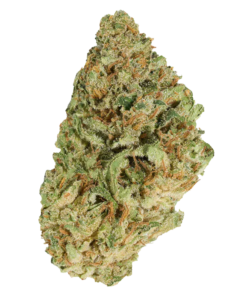 Alternative view of Good Supply - Jean Guy (SATIVA)