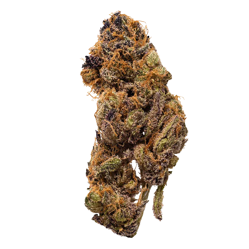 Crooked Dory - Guava Barz (HYBRID) - Image 2