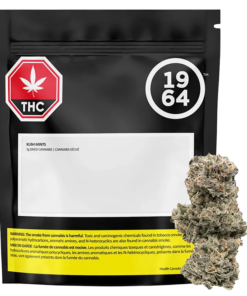 1964 - Kush Mints (INDICA)