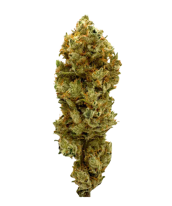 Alternative view of BC Weed Co. - Honey Bananas (HYBRID)