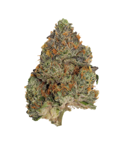 Alternative view of Pistol and Paris - Blue Zushi (INDICA)