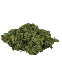 Alternative view of Canadian Cannabis - Organic Mango Hashplant (INDICA)