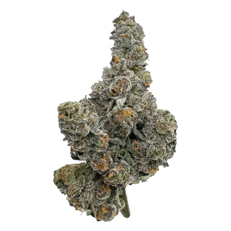 Amani Craft - Gastro Pop (HYBRID) - Image 2